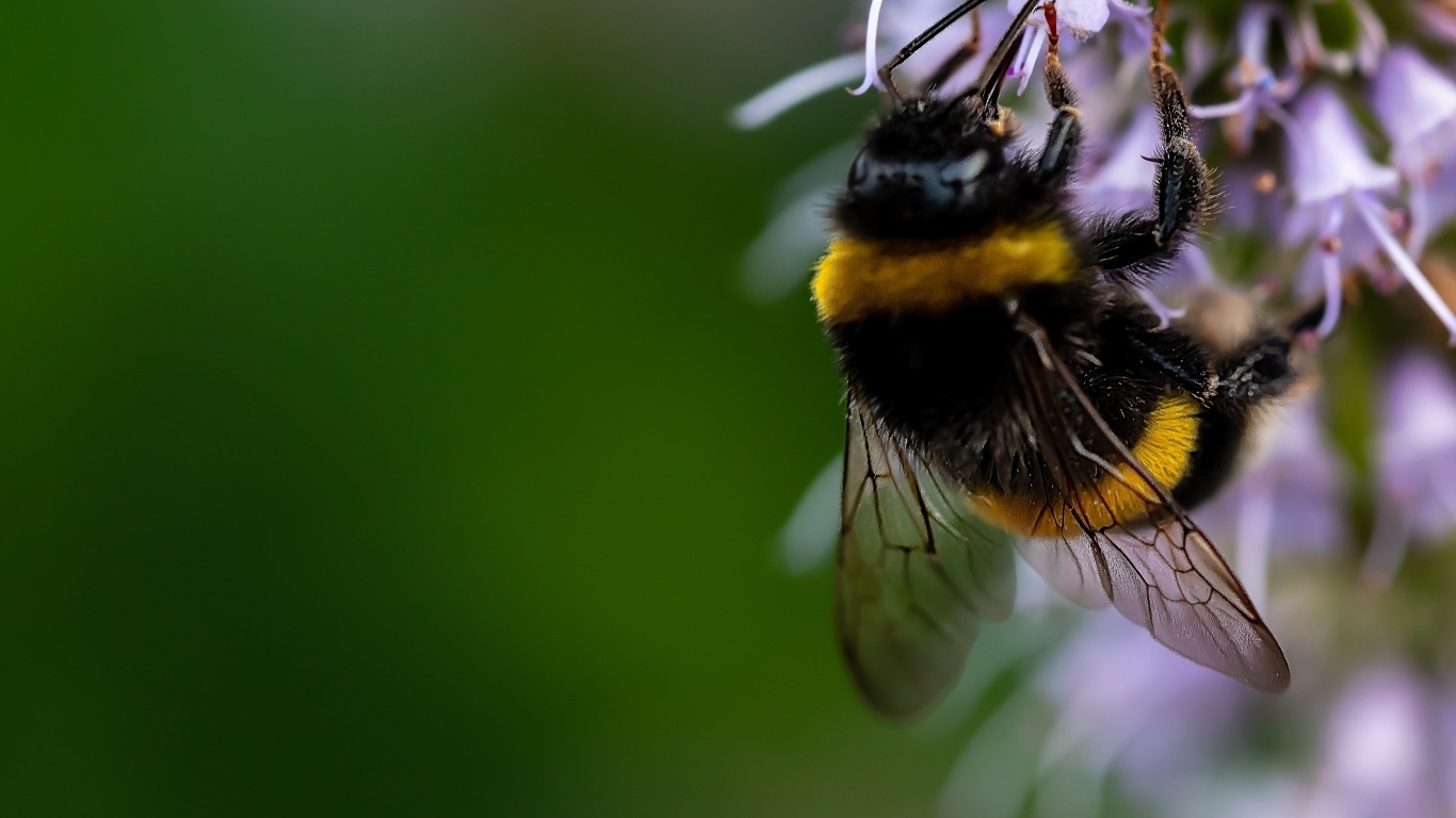 Шмель сидит на красивом цветке