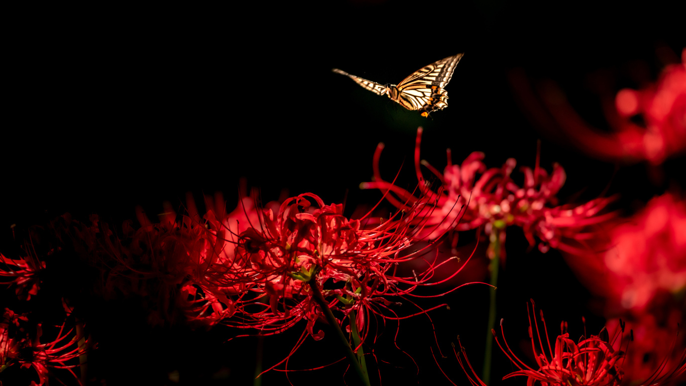Бабочка летает над красными цветами