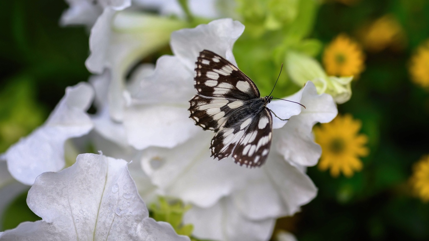 Бабочка сидит на белом цветке петунии