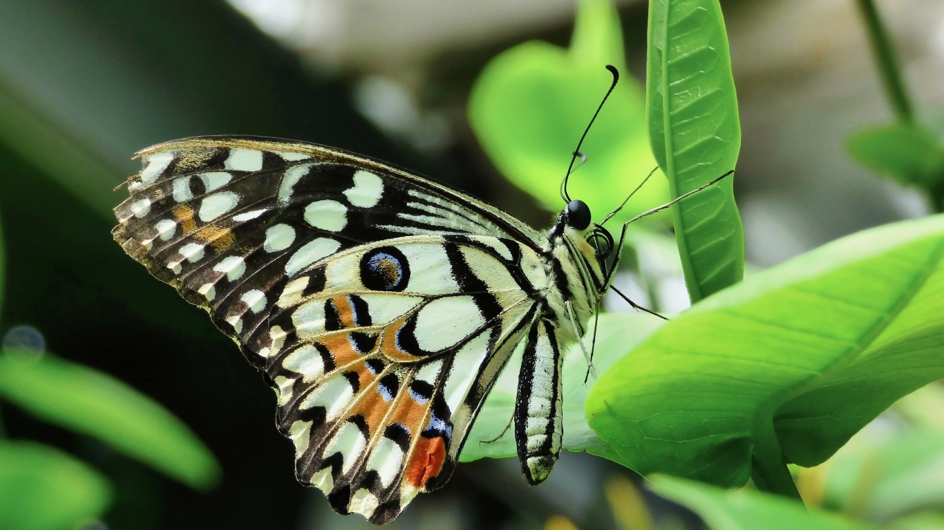 Бабочка махаон сидит на зеленом листке