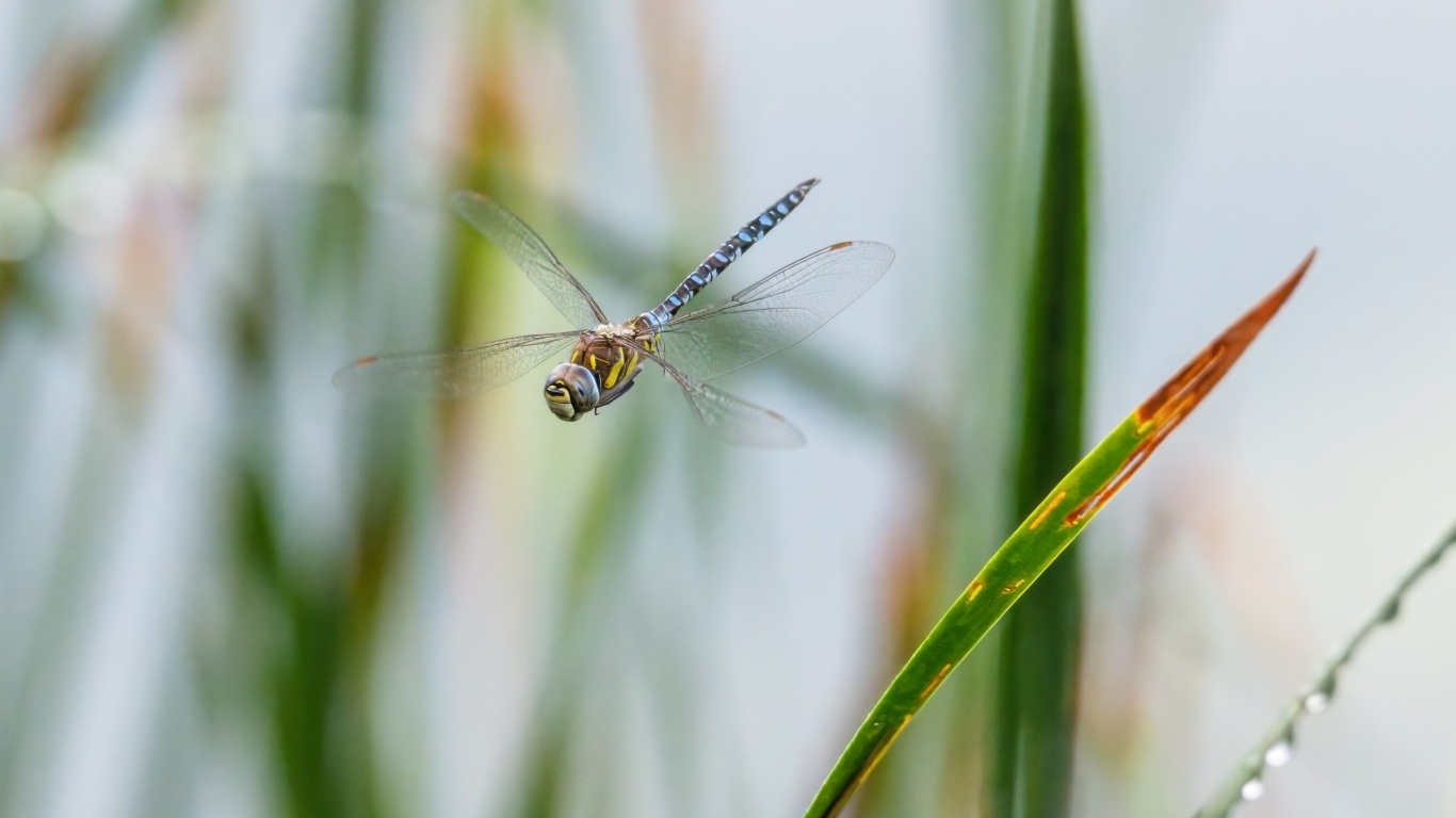 Стрекоза кружит над травой