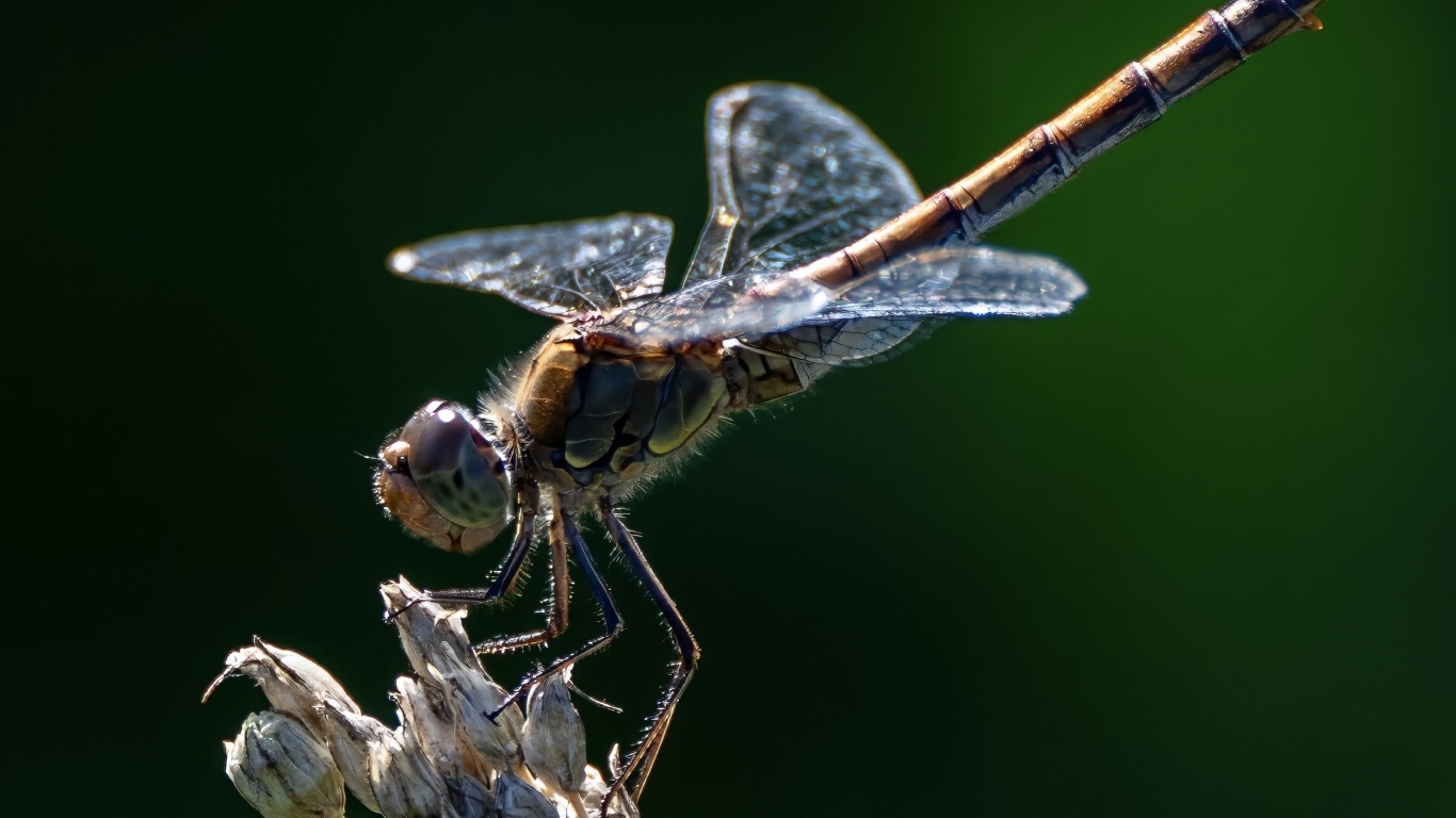 Стрекоза на сухом растении крупным планом