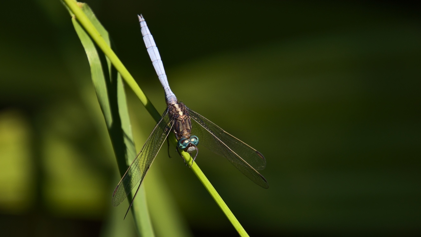 Стрекоза сидит на зеленом листке