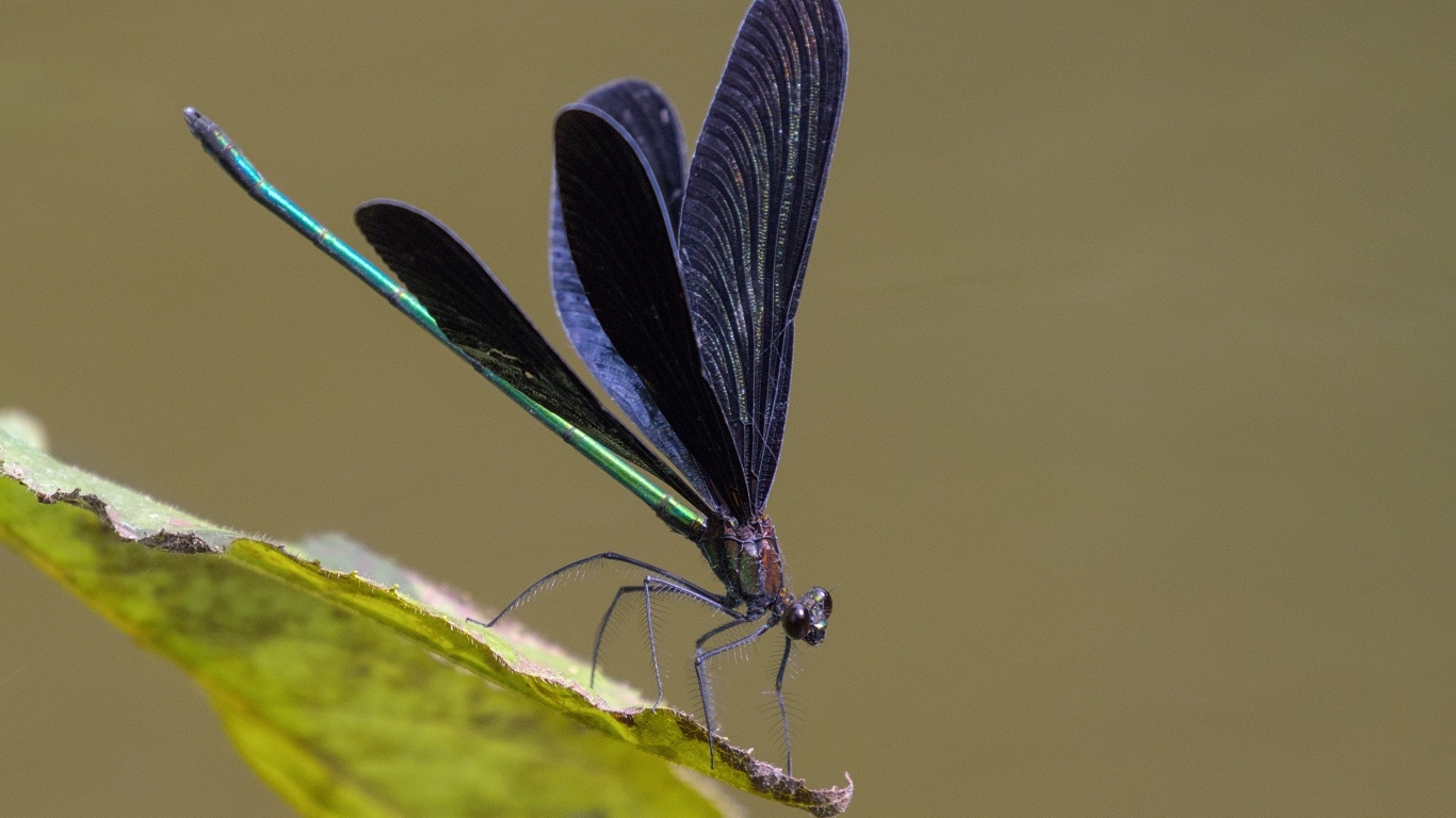 Стрекоза с черными крыльями на зеленом листке