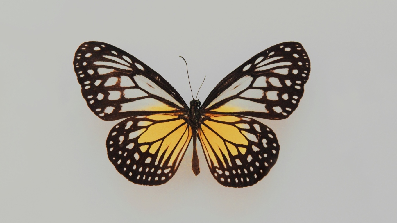 Засушенная бабочка на сером фоне