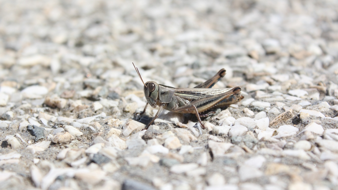 Кузнечик на дороге