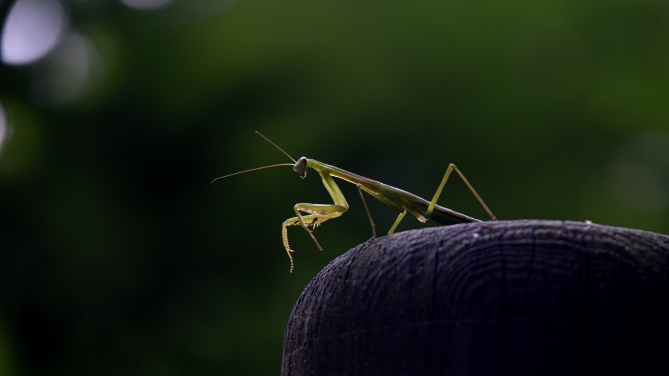Зеленый богомол стоит на камне