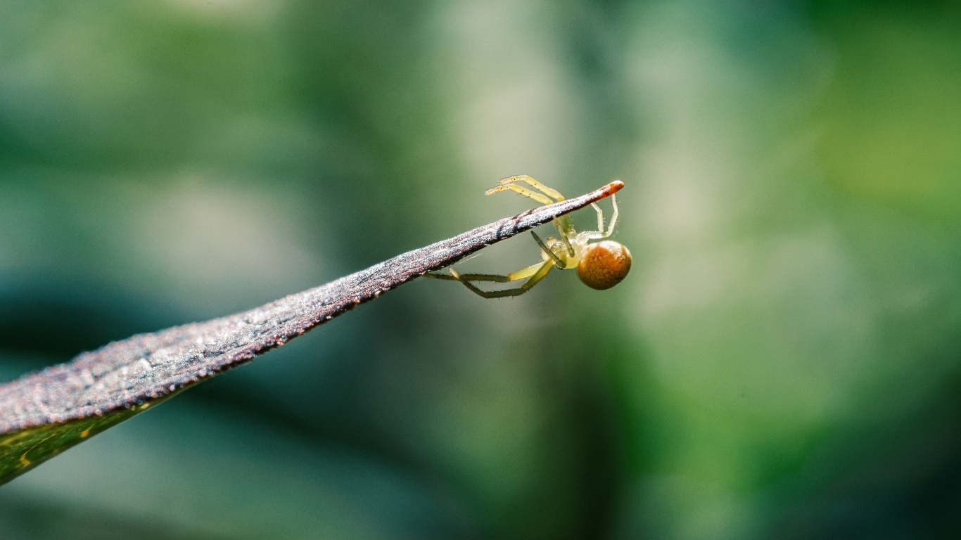 Зеленый паук висит на листе