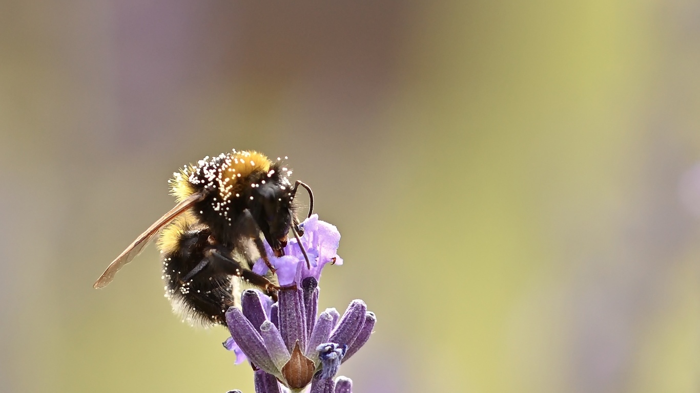 Пчела медонос сидит на цветке
