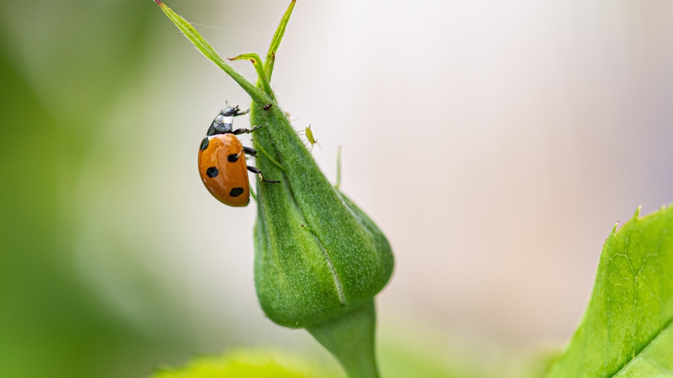 Божья коровка сидит на бутоне розы