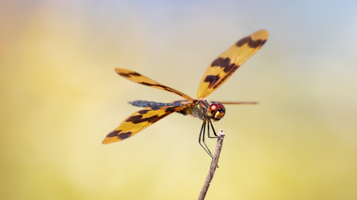 Большая стрекоза сидит на ветке крупным планом