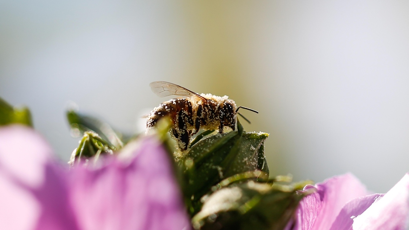 Маленькая пчела  в пыльце на цветке