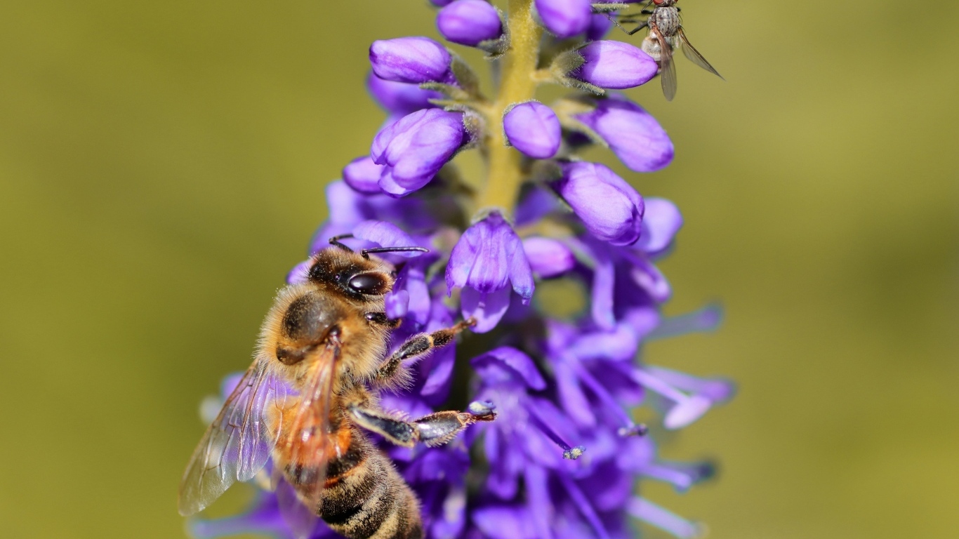 Маленькая пчела сидит на фиолетовом цветке