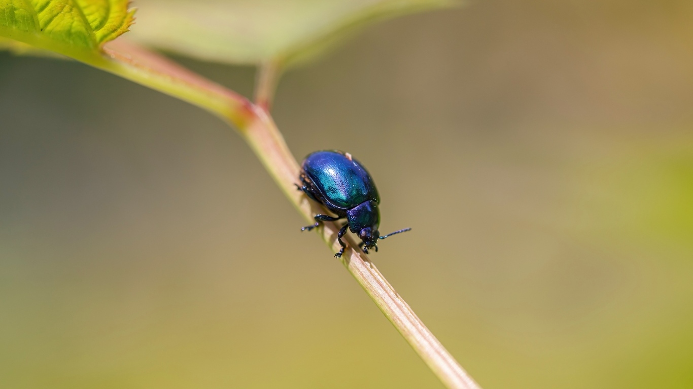 Маленький синий жук сидит на ветке
