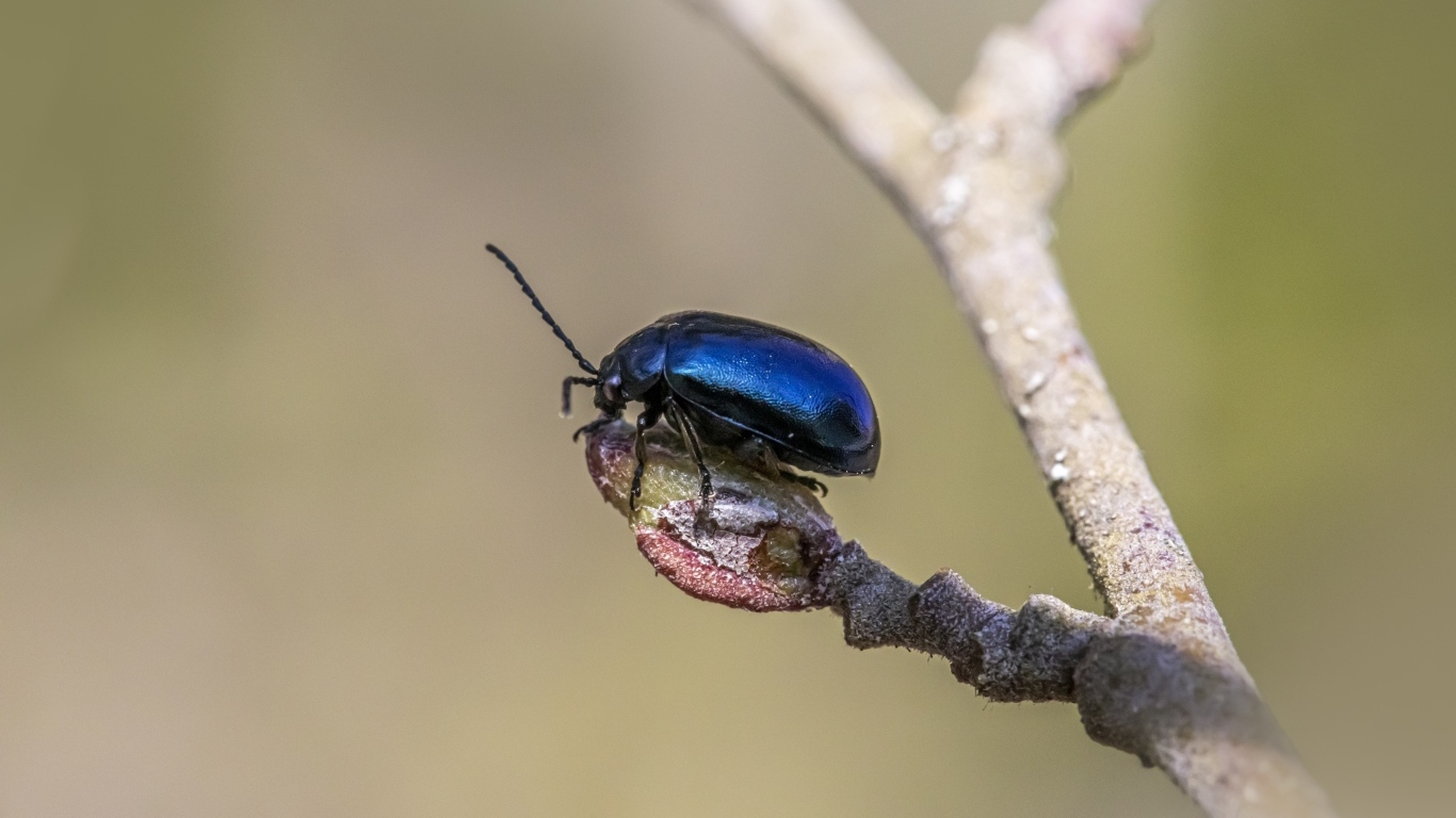 Маленький синий жук сидит на ветке дерева