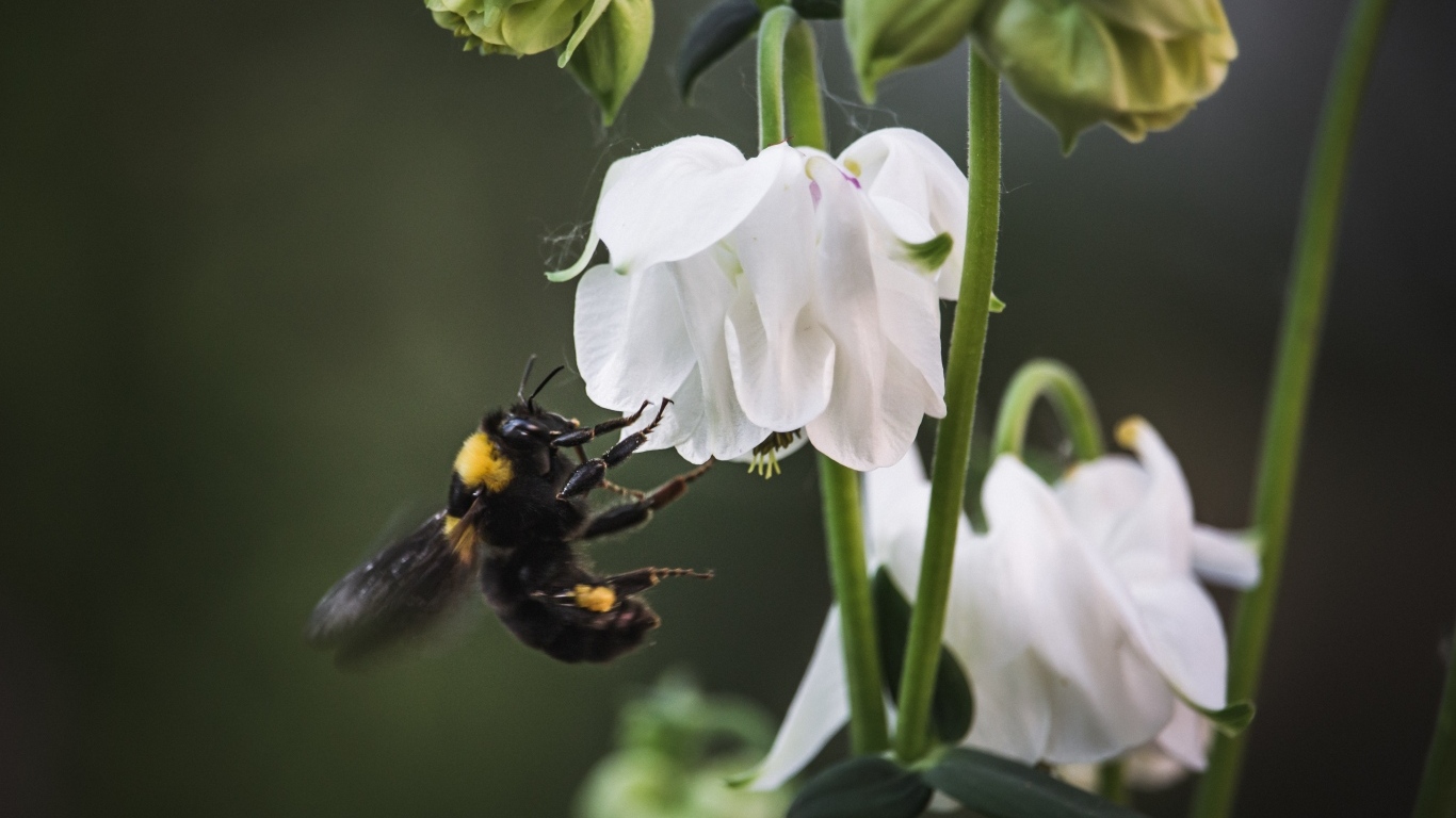 Маленький шмель у белых цветов