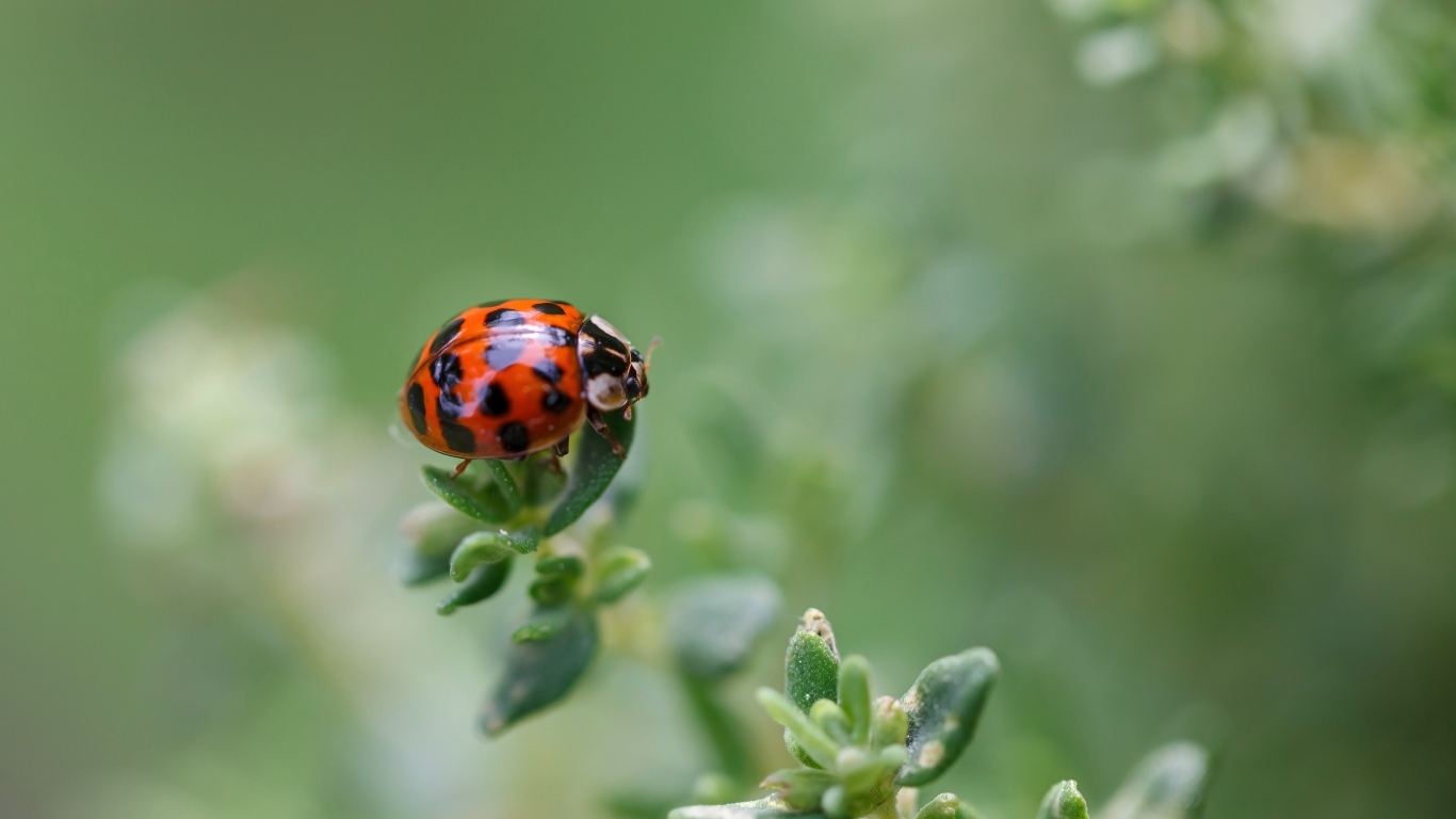 Маленькая красная божья коровка на растении