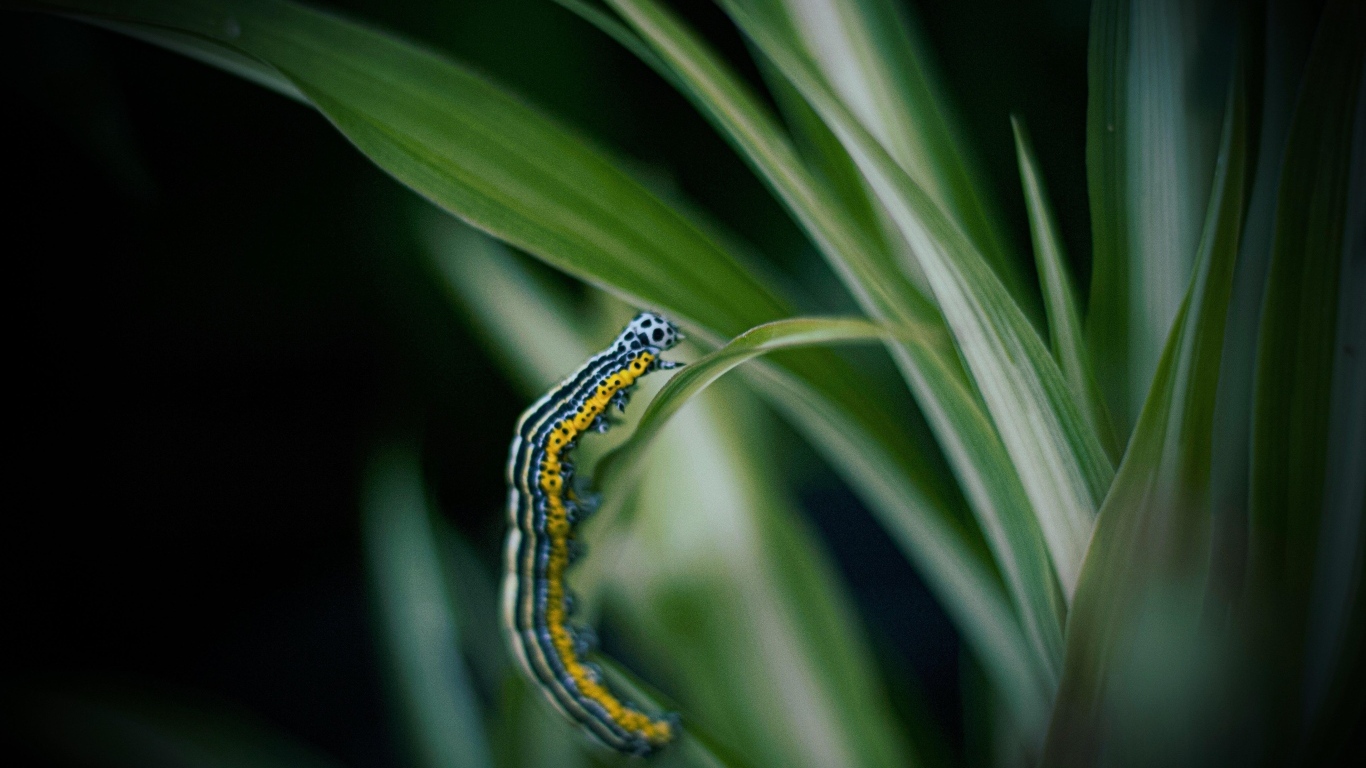 Разноцветная гусеница на зеленой траве