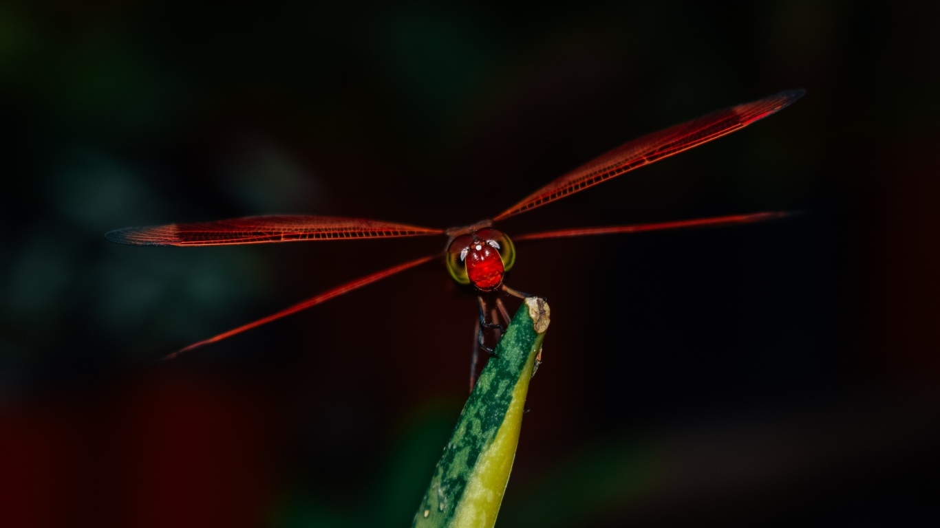 Красная стрекоза сидит на траве