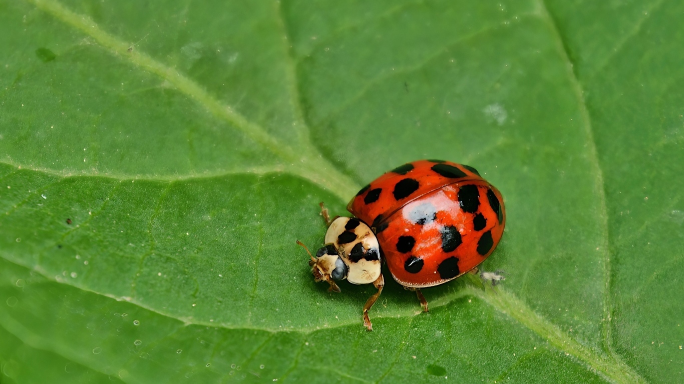 Красная божья коровка на зеленом листе крупным планом