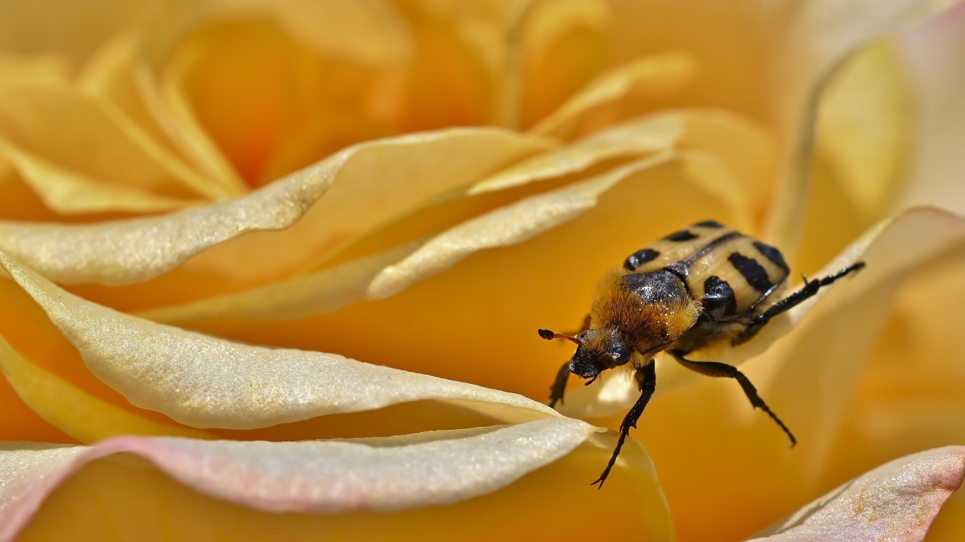 Маленький жук на цветке розы