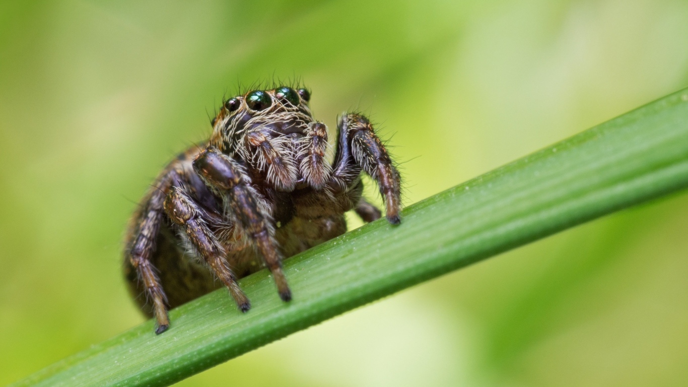 Паук с большими глазами на зеленом листке