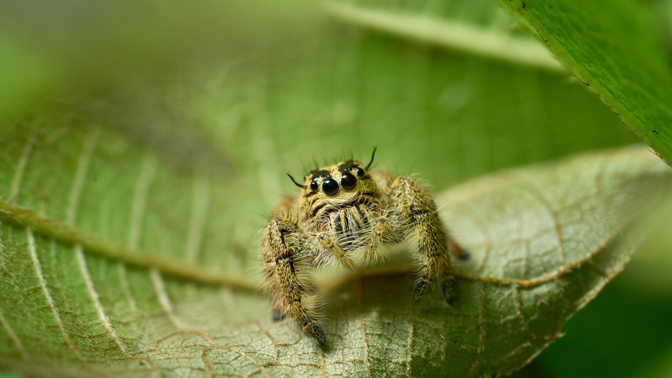 Паук с черными глазами сидит на листе