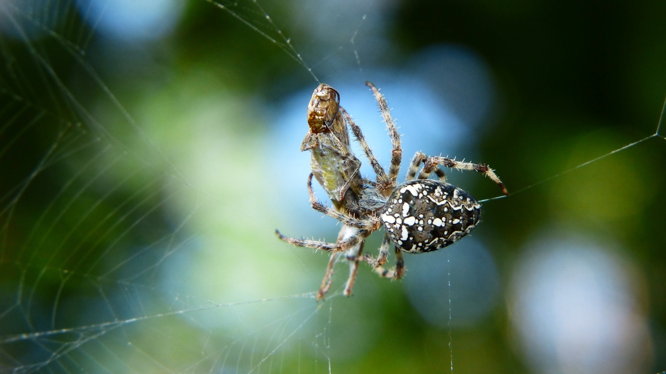 Паук с добычей в паутине
