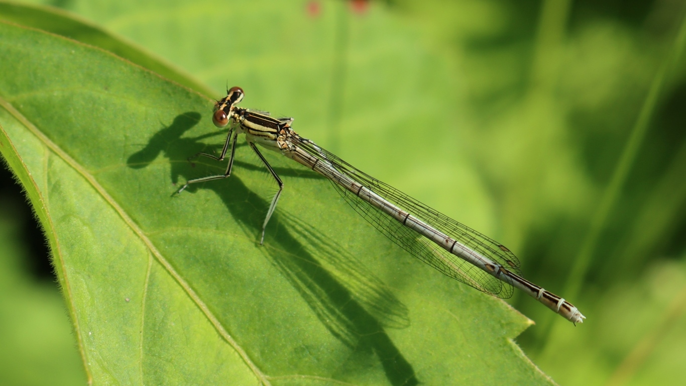 Прозрачная стрекоза на зеленом листе