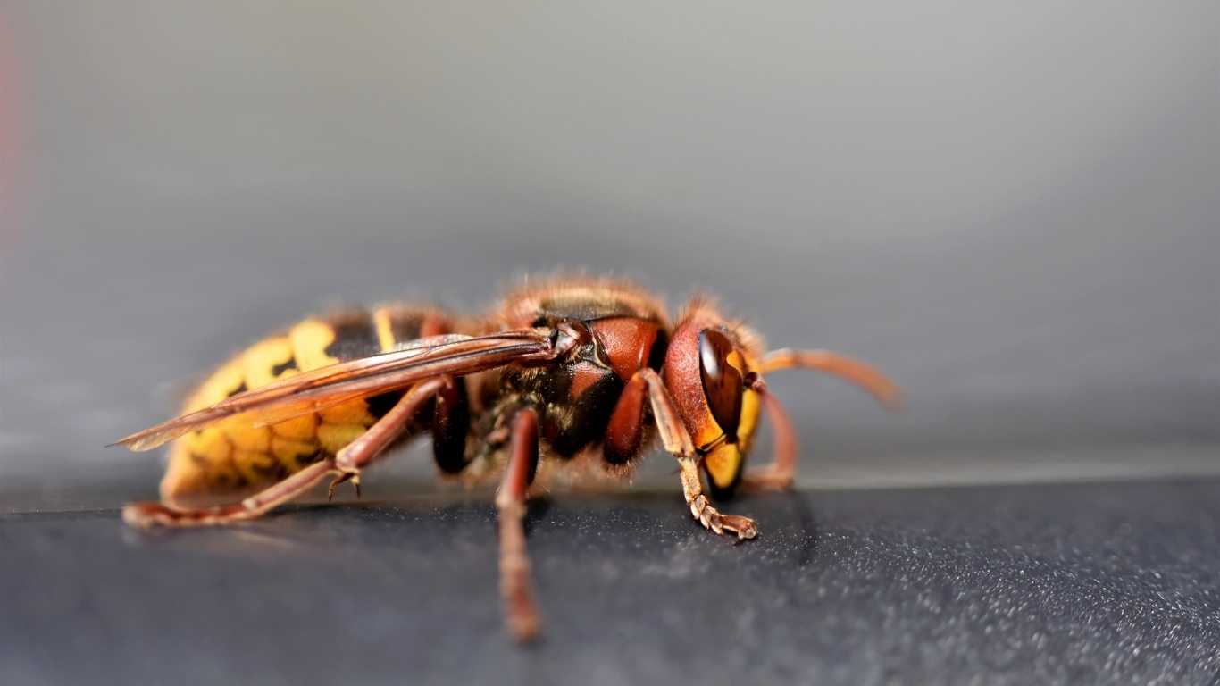 Оса крупным планом на сером фоне