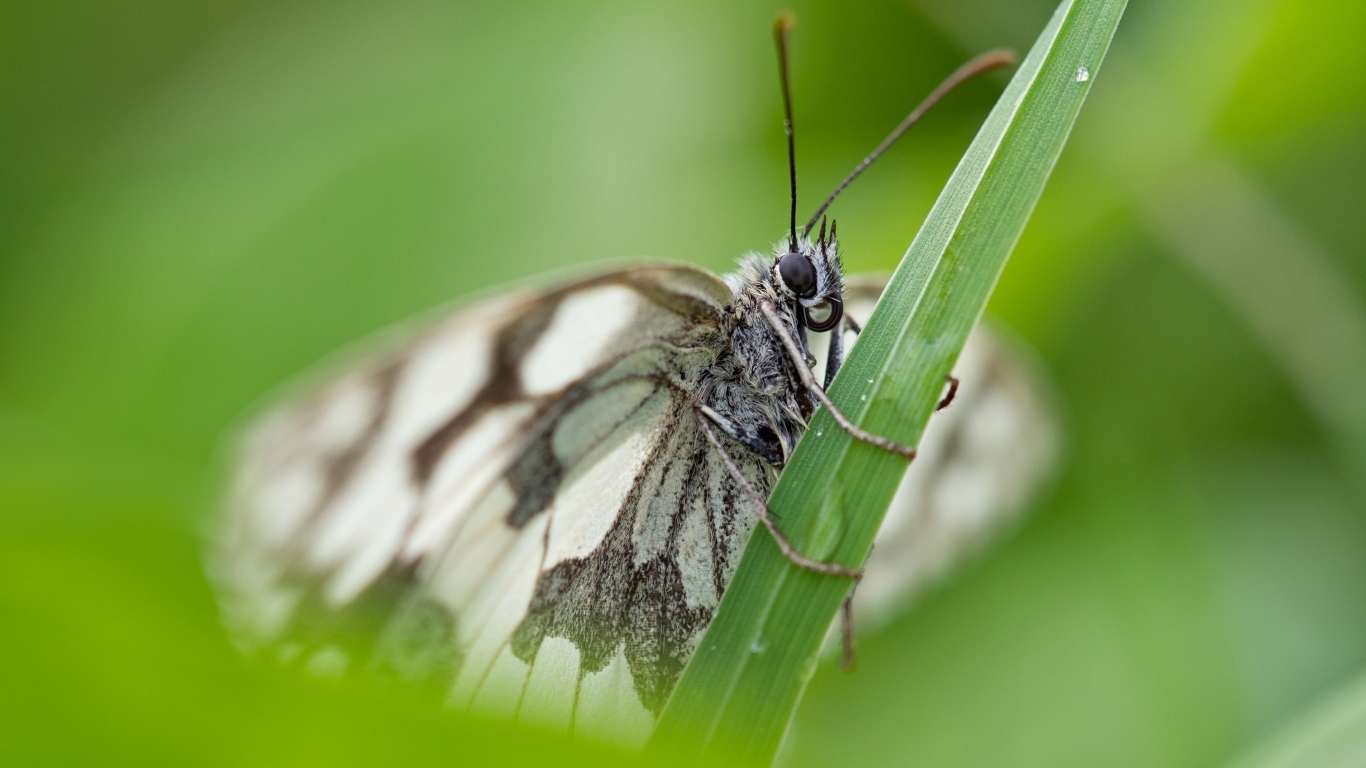 Белая бабочка сидит на зеленой траве