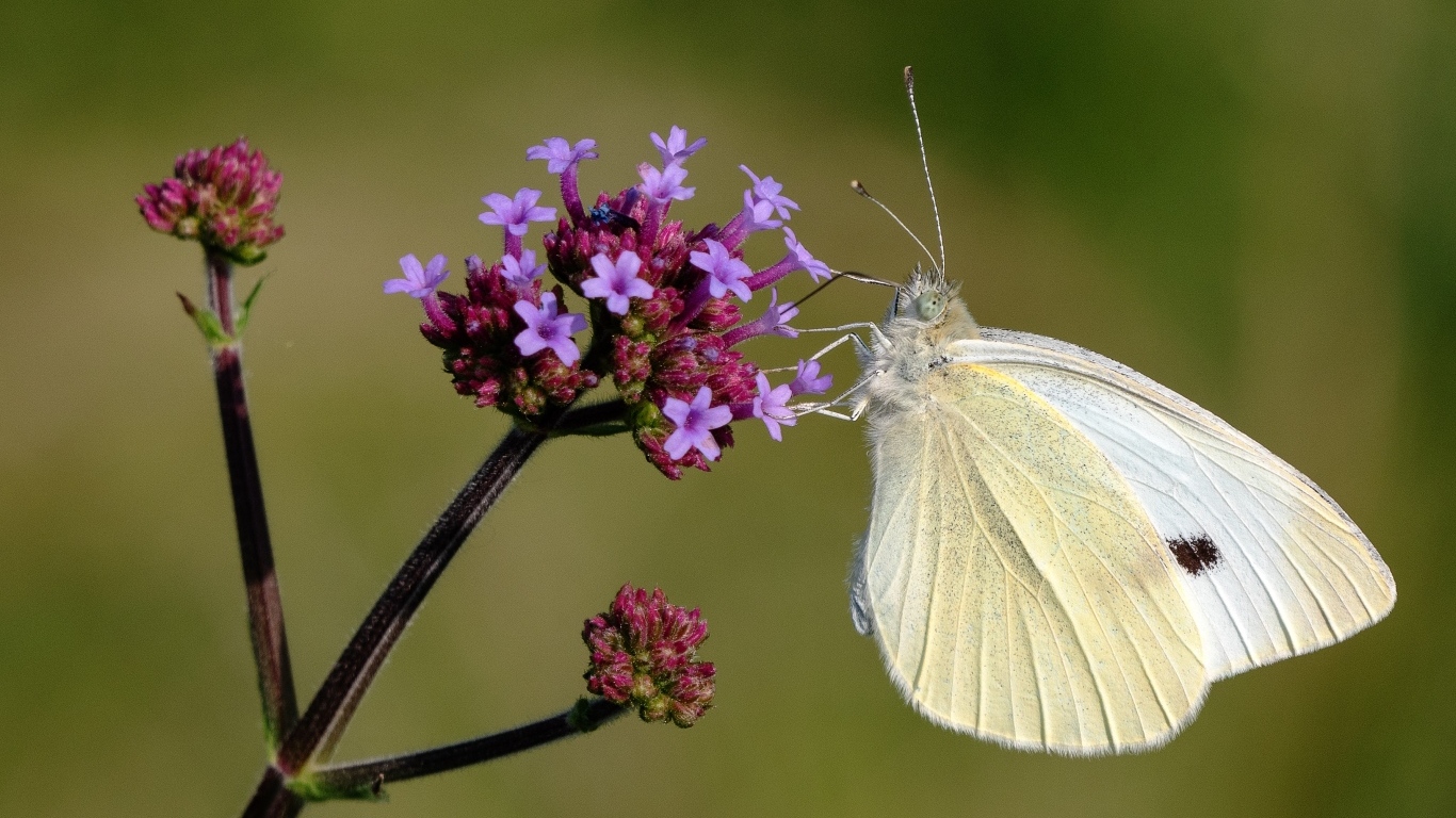 Белая бабочка капустница на цветке