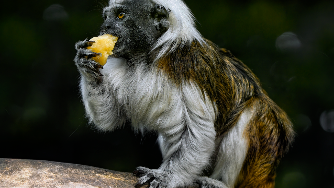 Обезьяна хлопковый тамарин в зоопарке