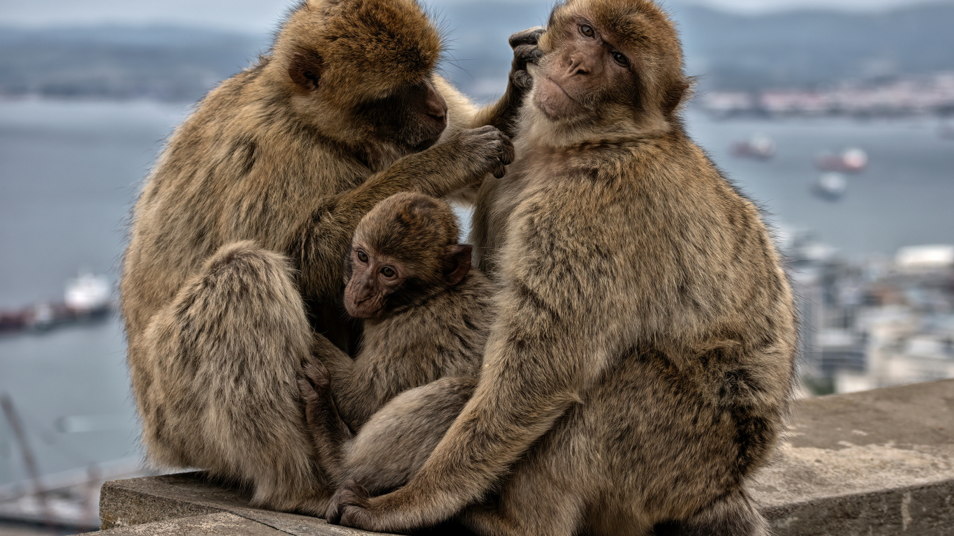 Семья из трех обезьян