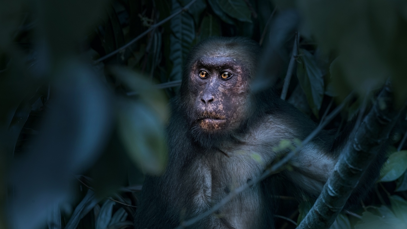 Большая макака сидит в листьях