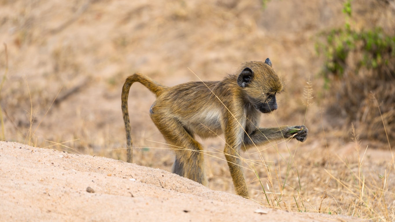 Маленькая обезьянка в сафари парке