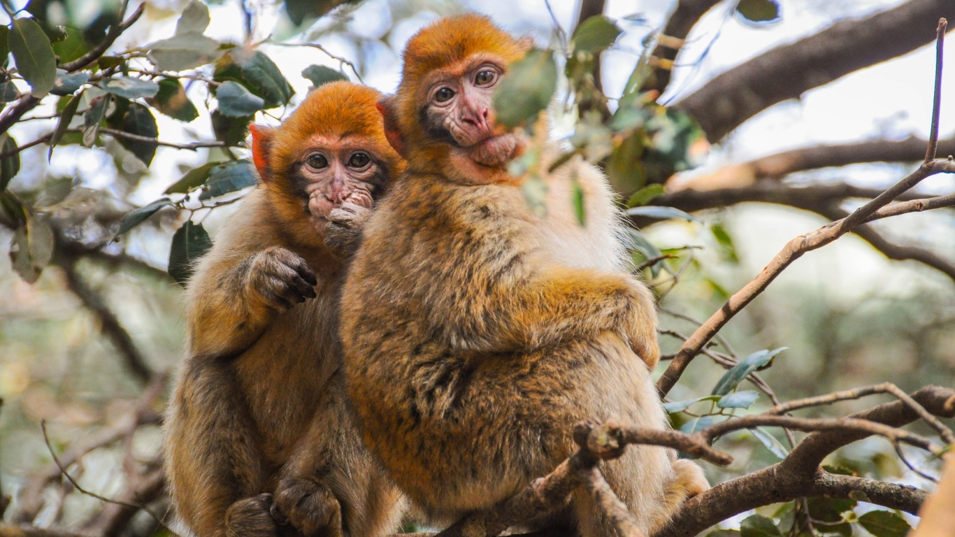 Две обезьяны сидят на ветке дерева