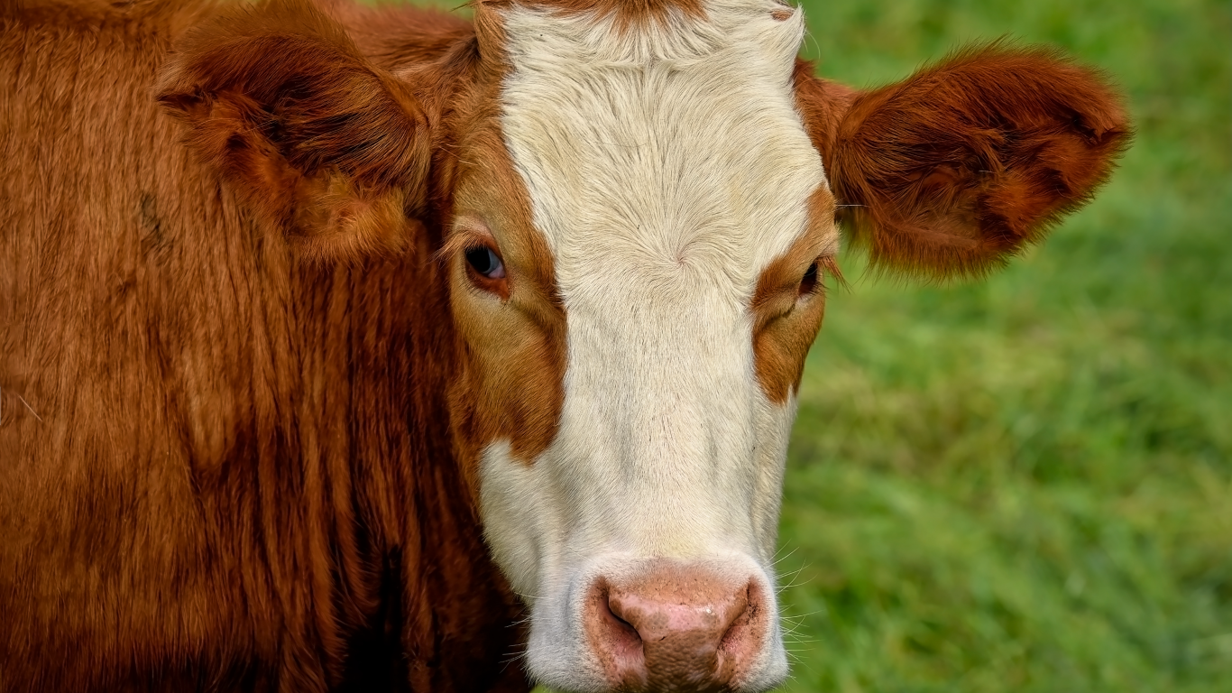 Большая коричневая корова с белой мордой