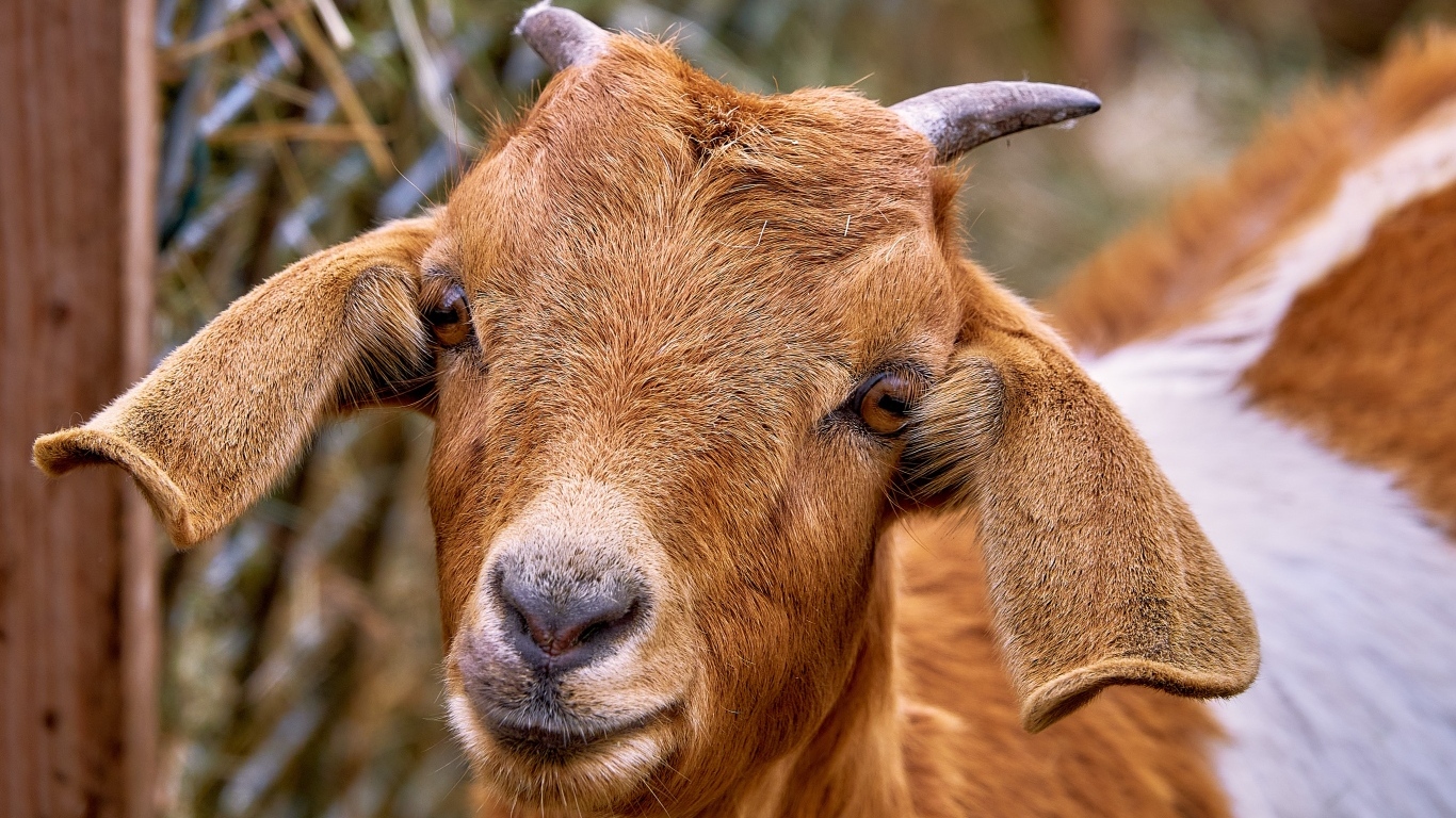 Большая коза с длинными ушами