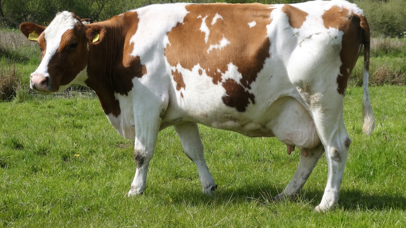 Большая белая корова с коричневыми пятнами