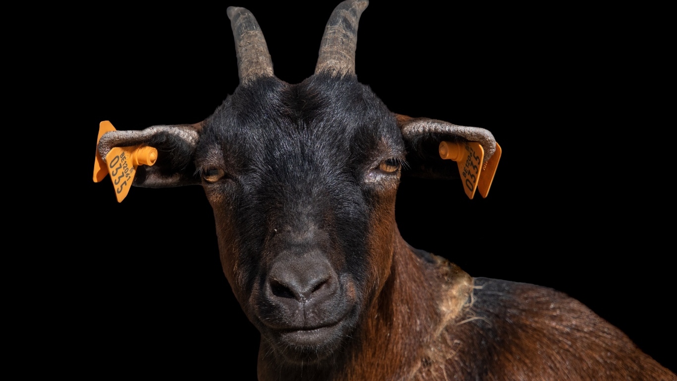 Черная коза с острыми рогами