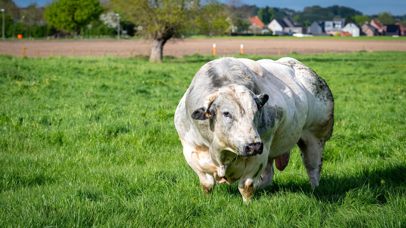 Огромный белый бык на зеленой траве
