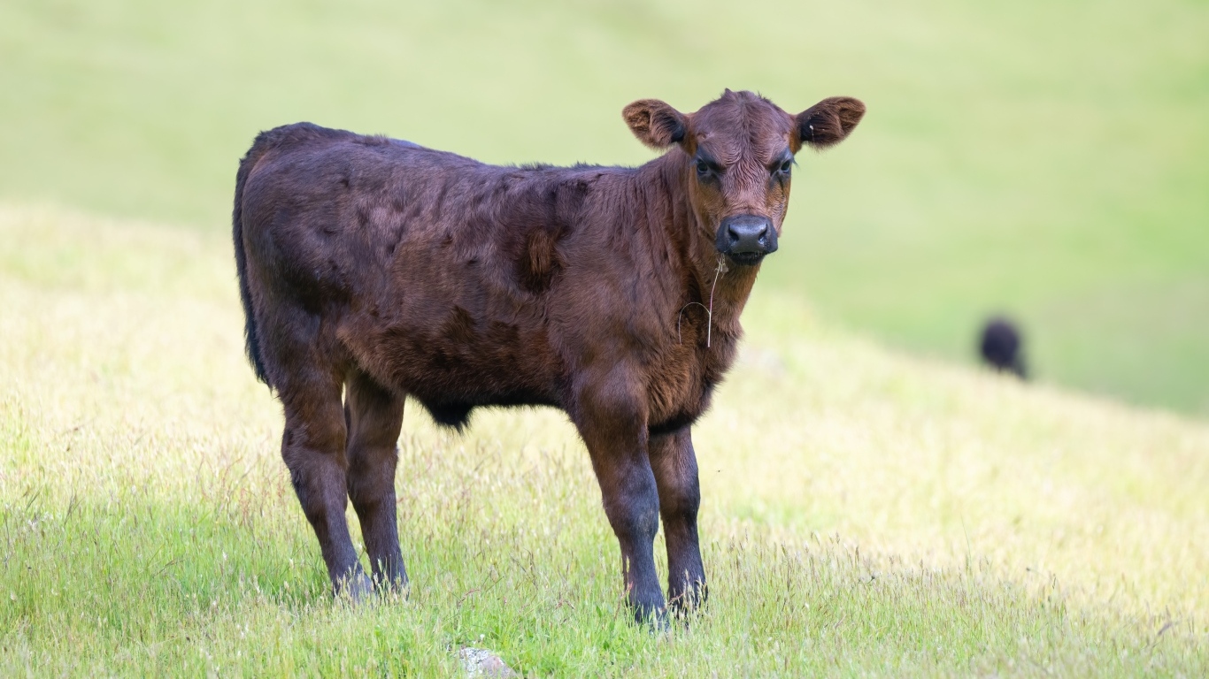 Маленький коричневый теленок на поле