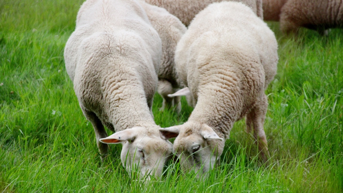 Овцы пасутся на зеленой траве