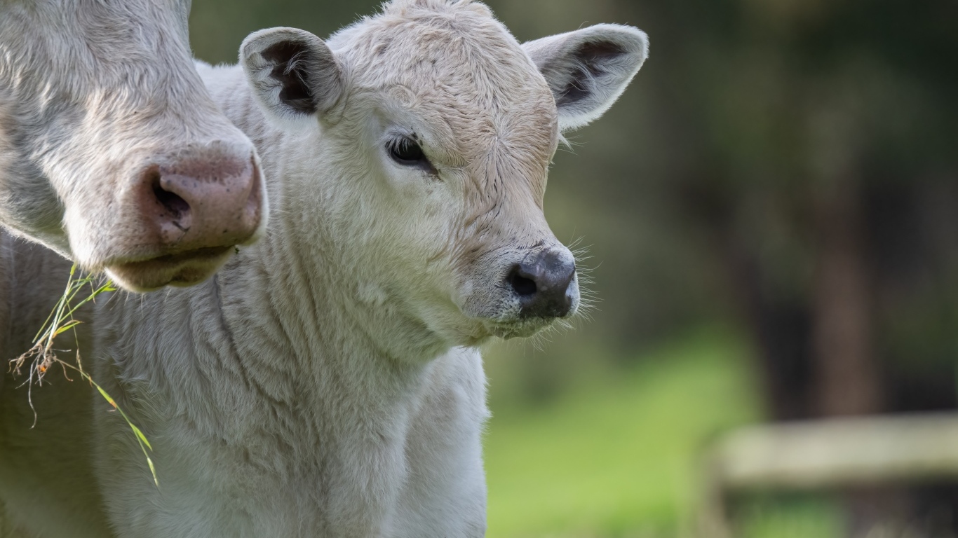 Белый теленок с коровой 