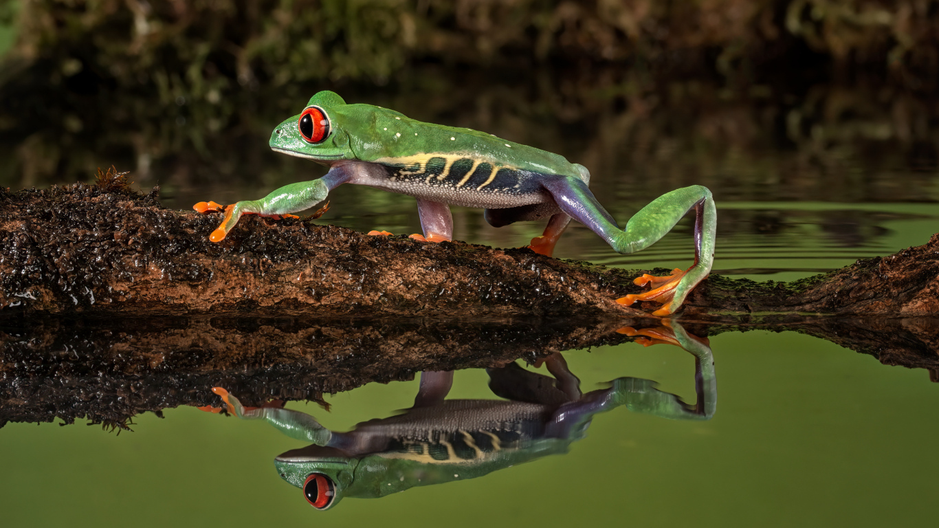Зеленая лягушка на ветке отражается в воде