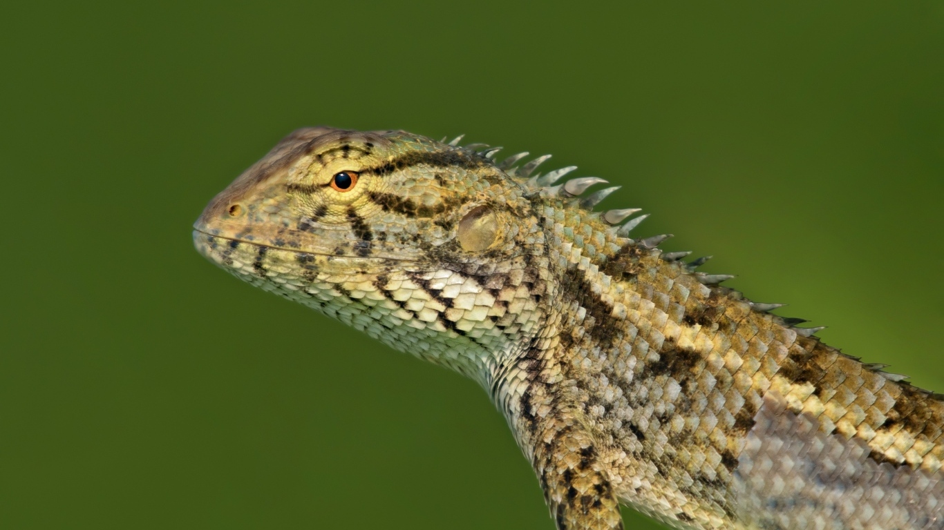 Красивая ящерица на зеленом фоне