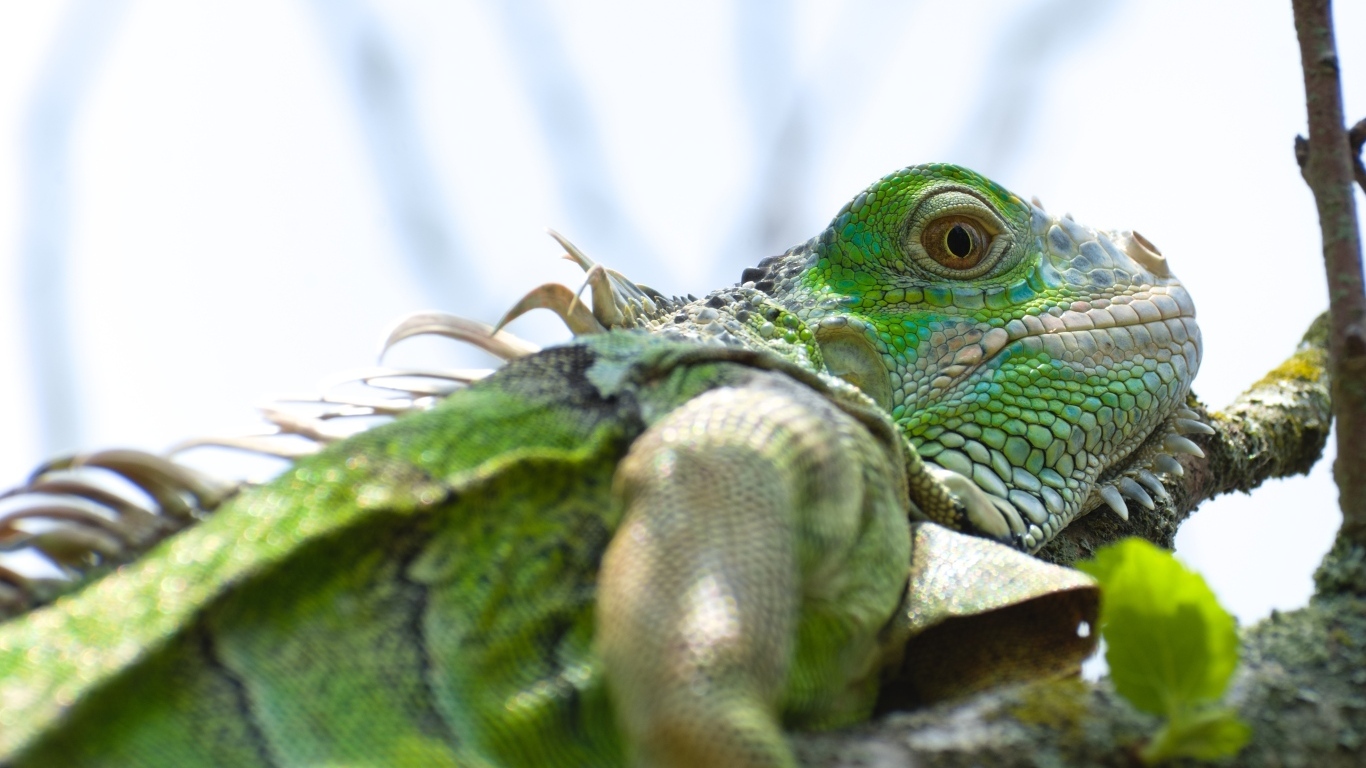Зеленая игуана на ветке крупным планом