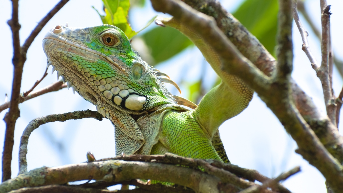 Крупная зеленая игуана в зарослях дерева 
