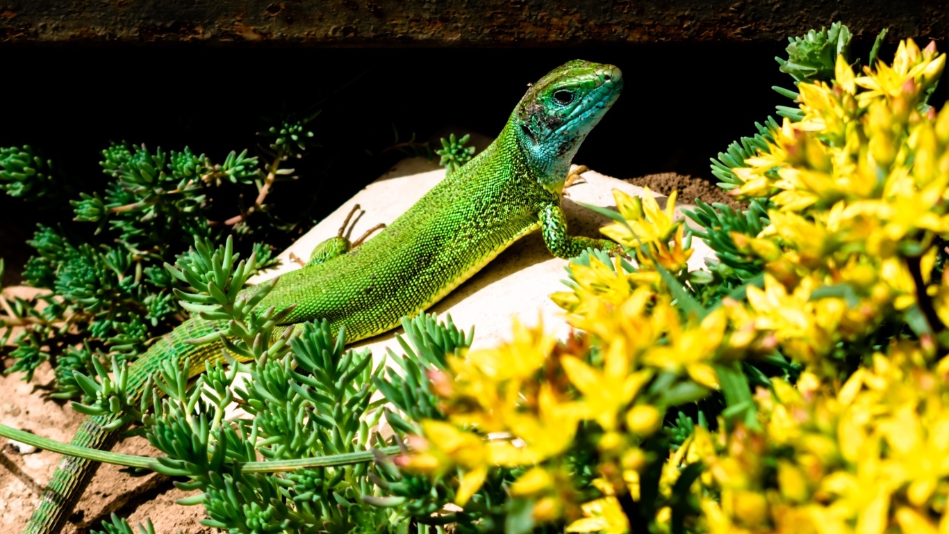 Большая зеленая ящерица в желтых цветах